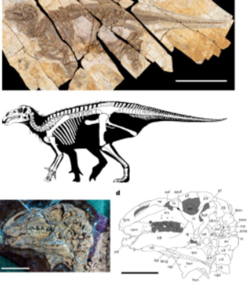 O nouă specie de dinozaur cu țepi descoperită în China surprinde paleontologii 2 Screenshot 2026-02-10 200621