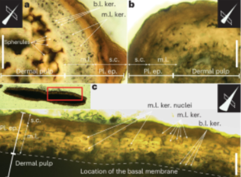 O nouă specie de dinozaur cu țepi descoperită în China surprinde paleontologii 5 Screenshot 2026-02-10 202255