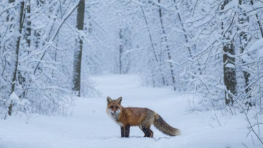 vulpe in padure si zapada