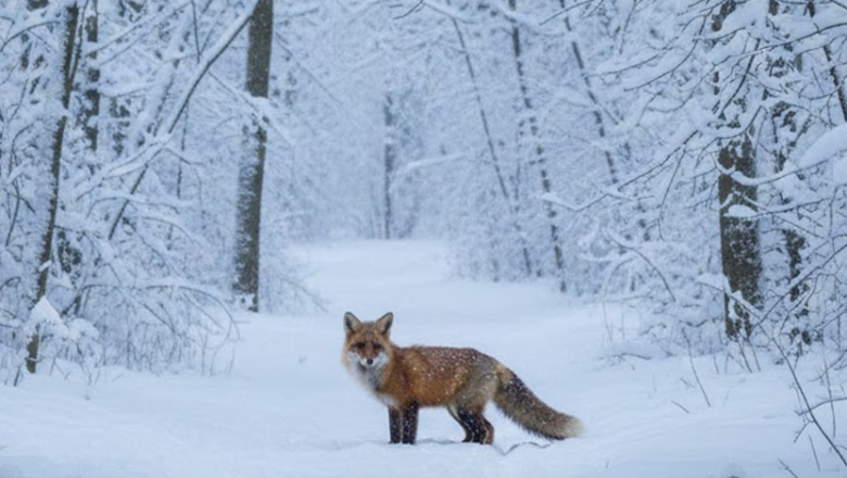 Imagini spectaculoase din pădurile României. Animale sălbatice, surprinse în zone greu accesibile acoperite de zăpadă