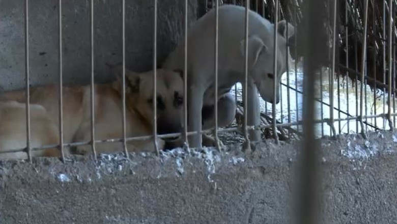 Adăpost de câini, închis după apariţia unor imagini cu maltratarea şi eutanasierea animalelor: „Să nu se mai repete. Niciodată”