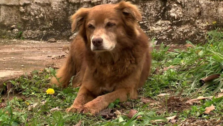 Bob Coveiro groparul