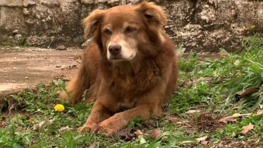 Bob Coveiro groparul