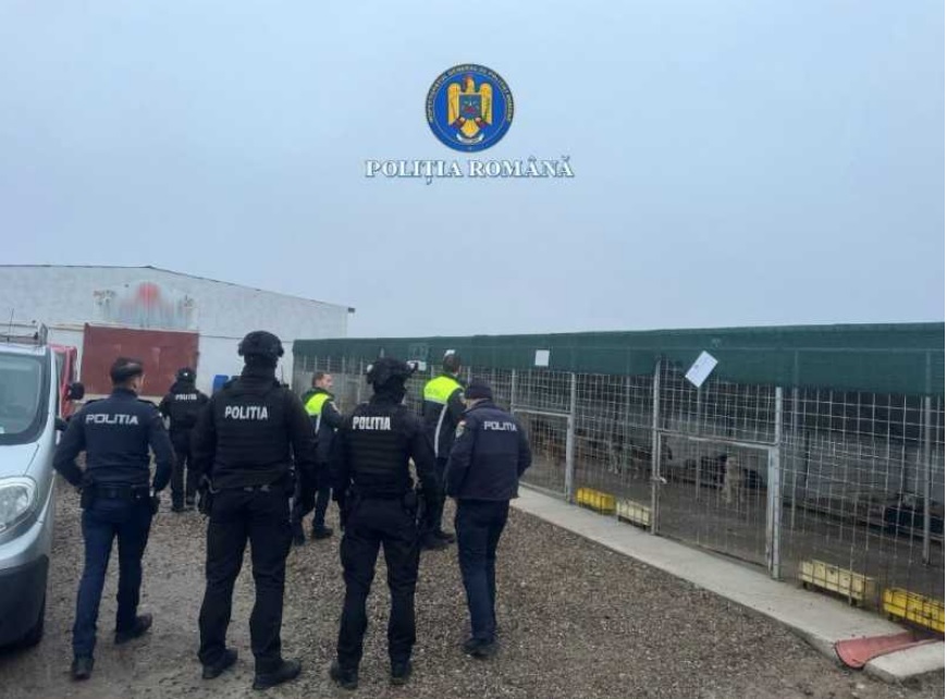 Percheziții în județul Vrancea, după ce zeci de câini dintr-un adăpost au fost uciși sau maltratați