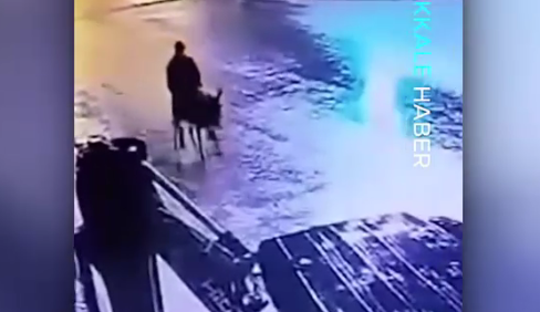 Jaf mai puțin obișnuit: Un individ a spart un magazin de bijuterii apoi a fugit călare pe un măgar