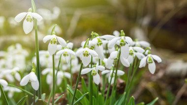 vremea martie ghiocei