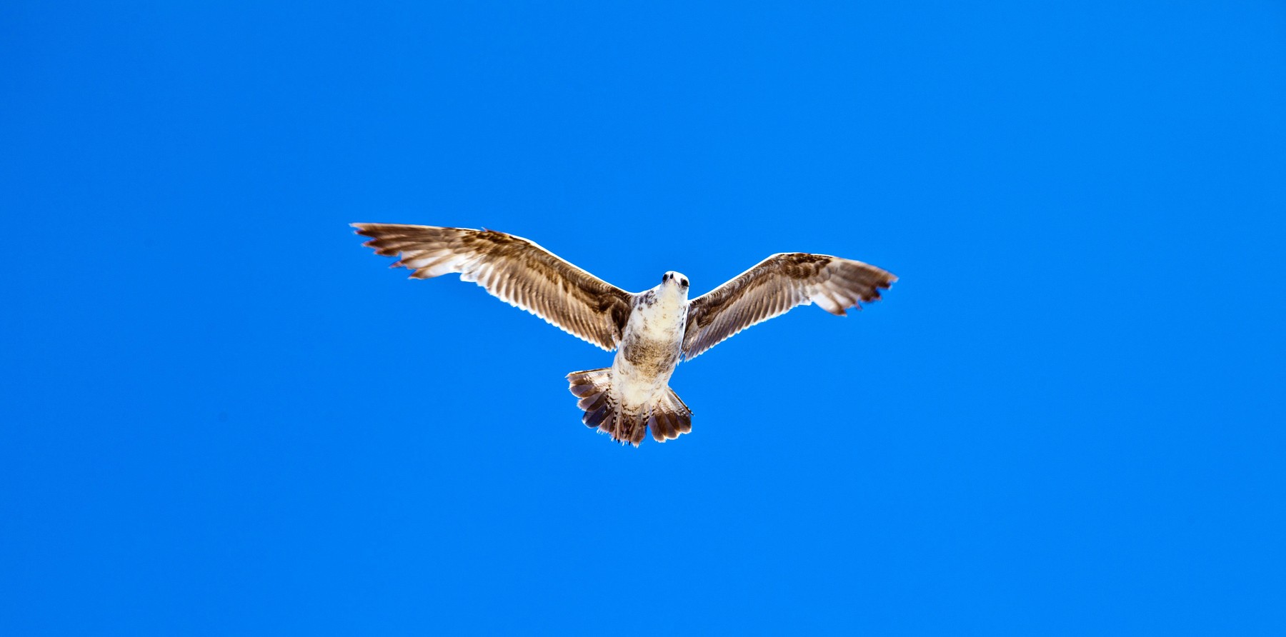 Turcia: Un jucător a resuscitat un pescăruş lovit de minge în timpul unui meci de fotbal