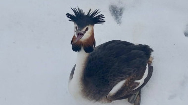 pasare cordodel in zapada