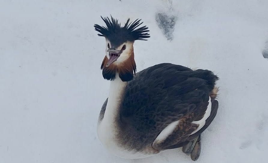 O pasăre dintr-o specie protejată a căzut în zbor și a fost salvată de poliţiştii locali din București