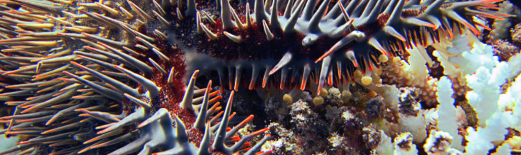 Orașul de corali | ep. 2