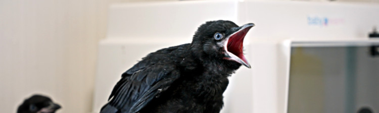 Redați sălbăticiei | s2 ep. 1