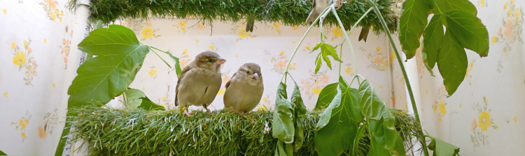 Redați sălbăticiei | s2 ep. 2