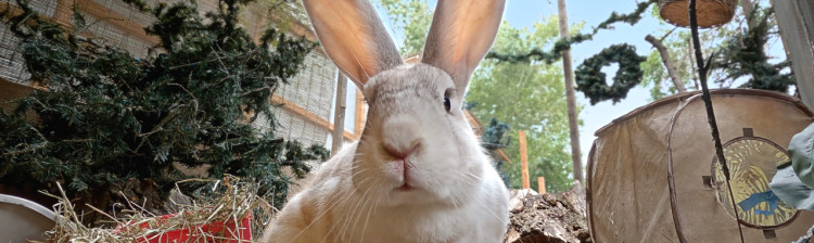 Redați sălbăticiei | s2 ep. 3