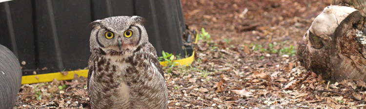 Redați sălbăticiei | s2 ep. 4