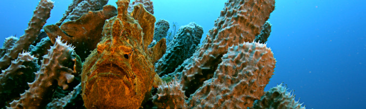 Ciudǎțeniile abisului | ep. 1