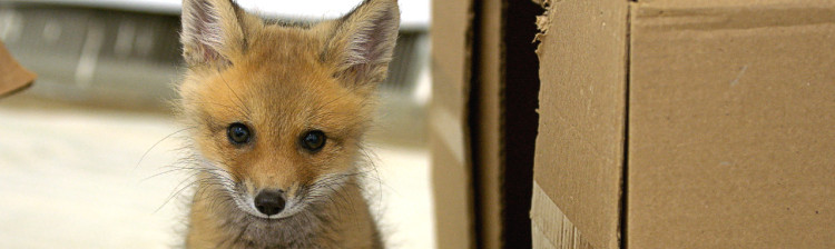 Redați sălbăticiei | s2 ep. 6