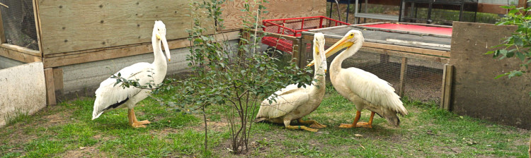 Redați sălbăticiei | s2 ep. 5