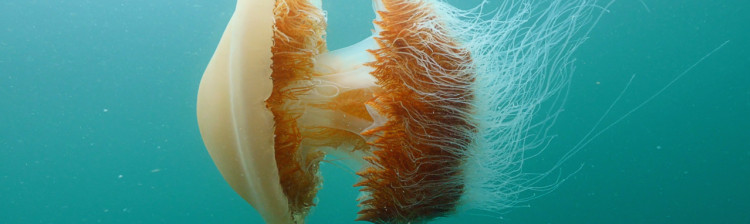 Ciudǎțeniile abisului | ep. 2