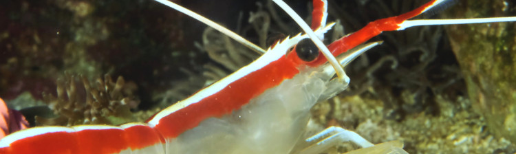 Ciudǎțeniile abisului | ep. 3