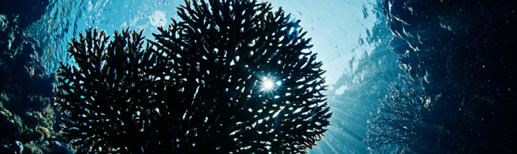 Orașul de corali | ep. 4