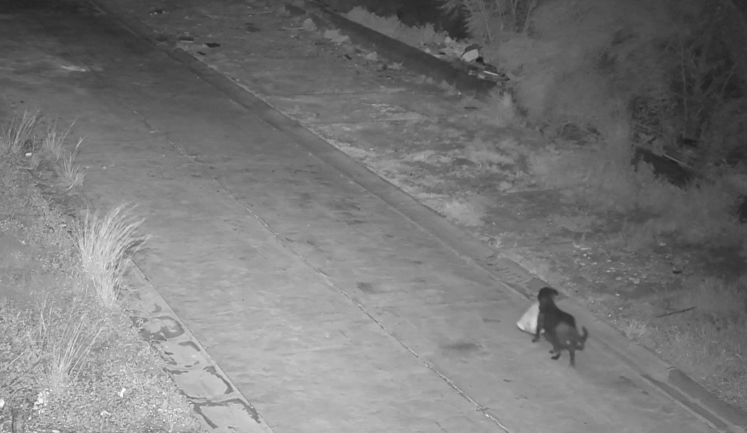 „Comportament pe cât de viclean, pe atât de greșit”. Un italian și-a dresat câinele să arunce ilegal gunoiul, ca să evite amenzile