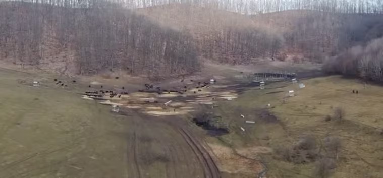 Anunțul Prefecturii Cluj despre sutele de bizoni și cerbi morți de la exploatația Recea-Cristur: sunt și animale vii, neîngrijite