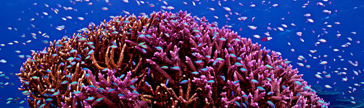 Orașul de corali | ep. 1