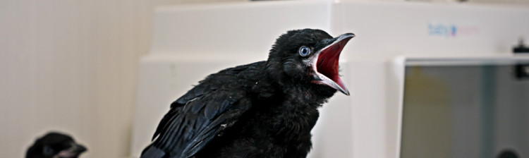 Redați sălbăticiei | s2 ep. 1