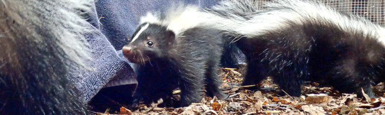 Redați sălbăticiei | s2 ep. 2