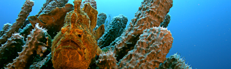 Ciudǎțeniile abisului | ep. 1