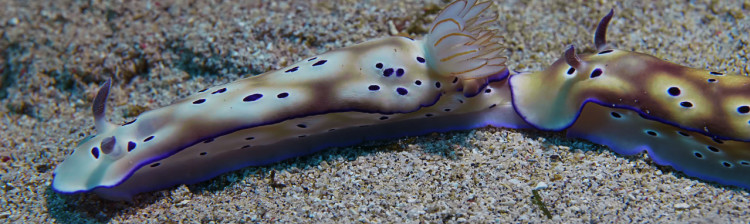 Minuni din Triunghiul Coralilor | ep. 5