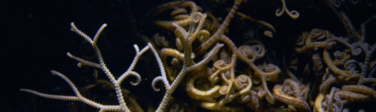 Minuni din Triunghiul Coralilor | ep. 6