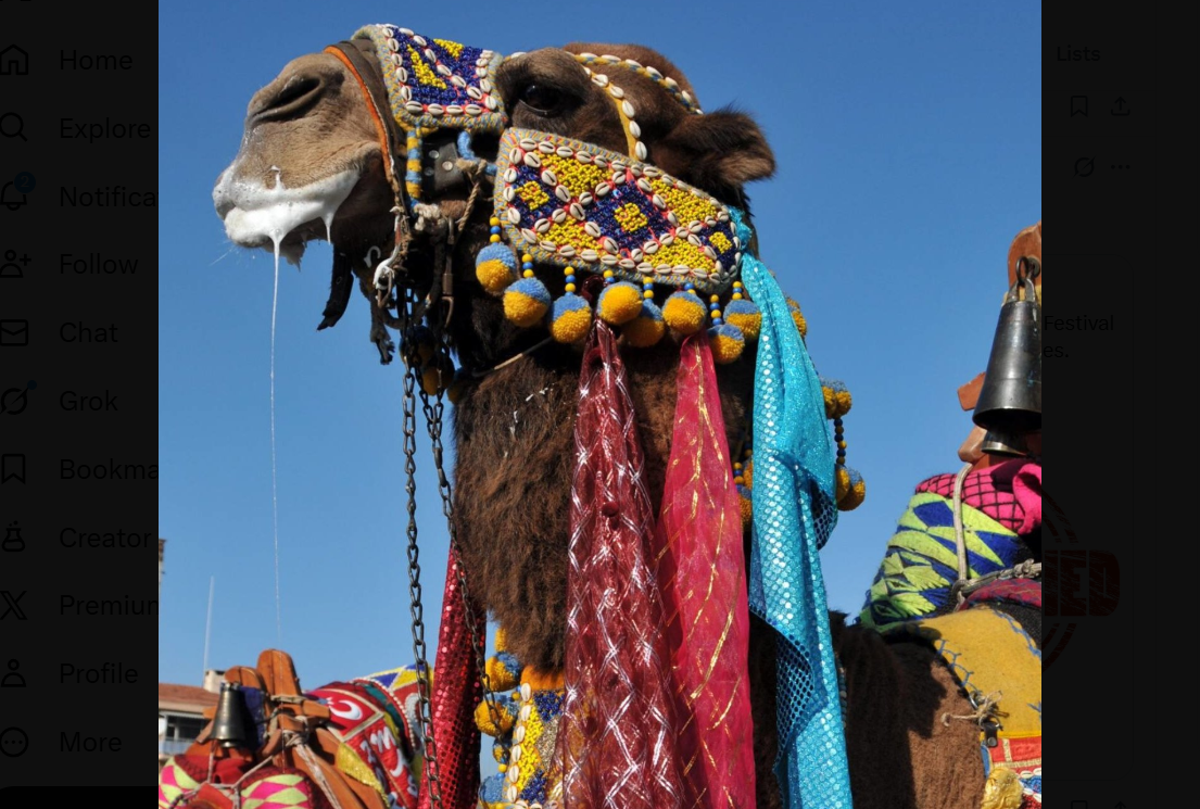 20 de cămile au fost descalificate de la un concurs de frumusețe din cauza botoxului și a operațiilor estetice