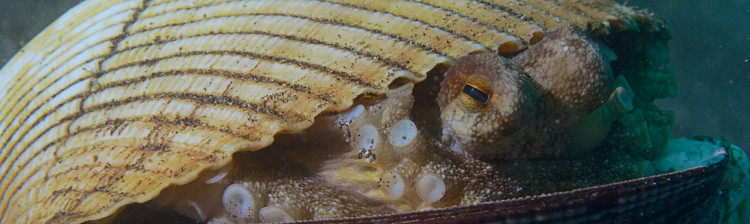 Minuni din Triunghiul Coralilor | ep. 7