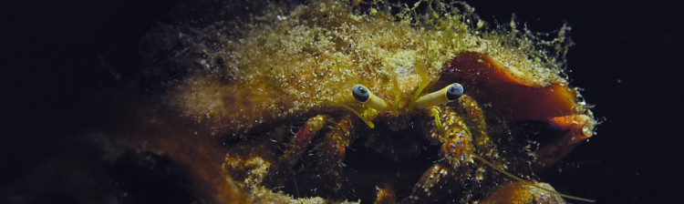 Minuni din Triunghiul Coralilor | ep. 8