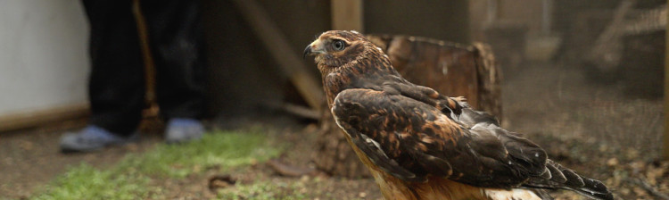 Redați sălbăticiei | s3 ep. 5