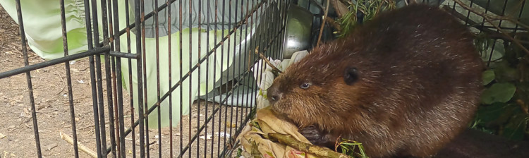 Redați sălbăticiei | s3 ep. 6