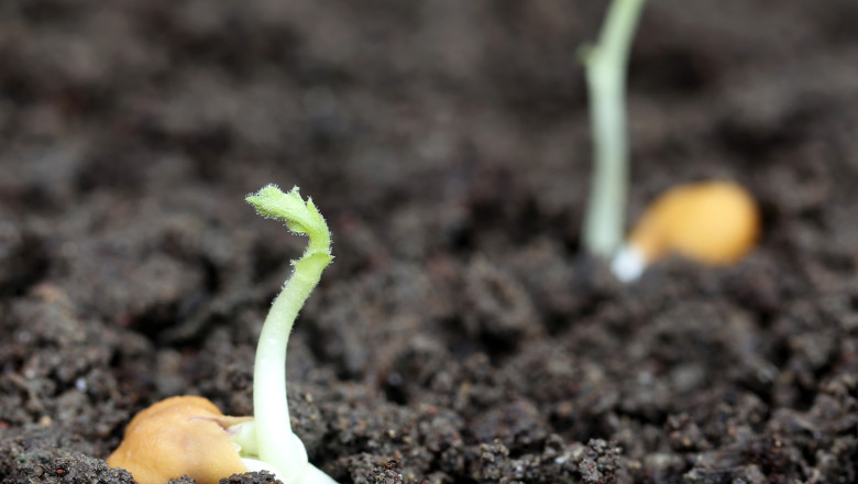 rasat naut pamant chickpea soil