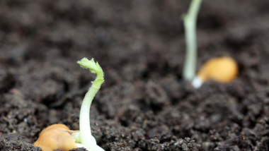 rasat naut pamant chickpea soil