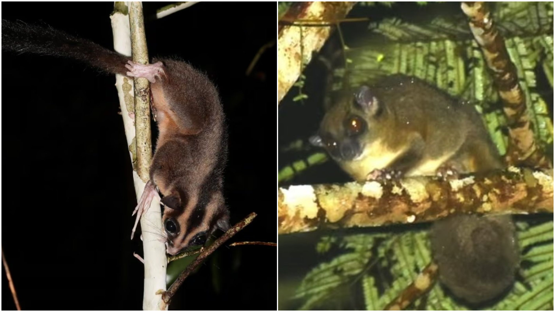 Două specii considerate dispărute de mii de ani, redescoperite într-o pădure tropicală din Papua de Vest