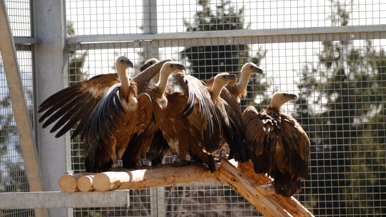 photo-collage.png (84)