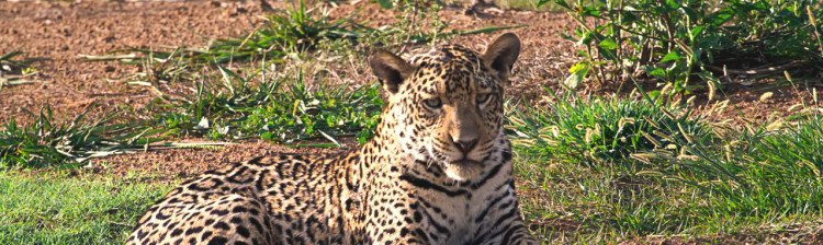 Jurnalul jaguarului | ep. 1