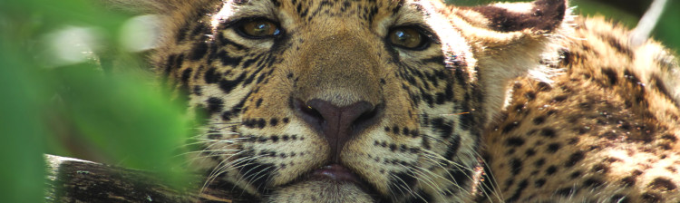 Jurnalul jaguarului ep. 2