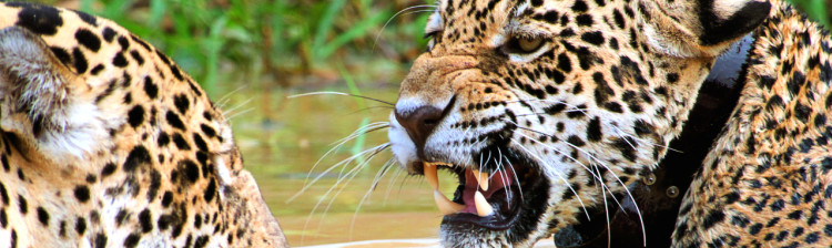 Jurnalul jaguarului | ep. 3