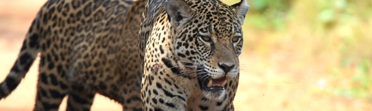 Jurnalul jaguarului | ep. 4