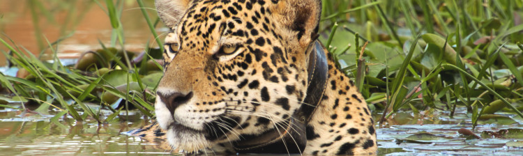 Jurnalul jaguarului | ep. 5