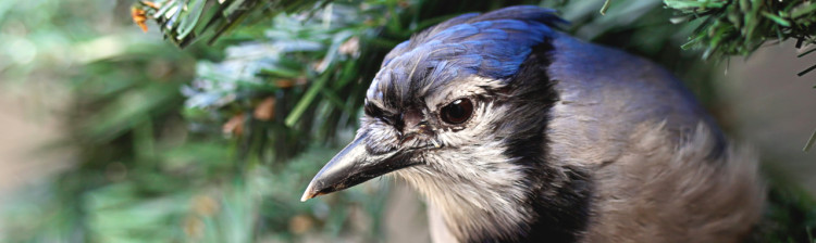 Redați sălbăticiei | s3 ep. 1