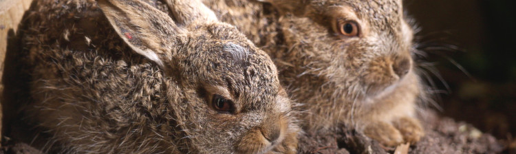 Redați sălbăticiei | s3 ep. 2
