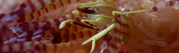 Minuni din Triunghiul Coralilor | ep. 3