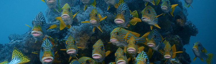 Minuni din Triunghiul Coralilor | ep. 2